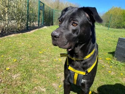 Amy Jane (AJ) — Italian Corso Dog Cross