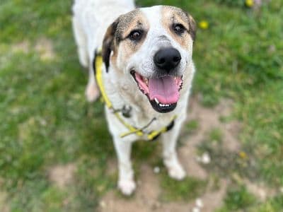 Bow — German Shepherd Dog Cross