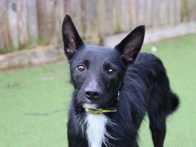 Finch — Terrier (Jack Russell) Cross