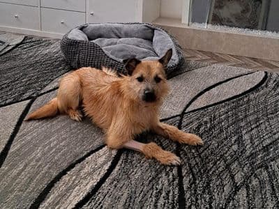 Hope — Terrier (Border) Cross