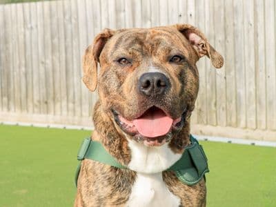 Loki — Terrier (Staffordshire Bull) Cross