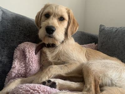 Bam — Retriever (Labrador) Cross