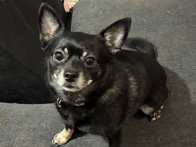Luna — Chihuahua (Smooth Coat) Cross