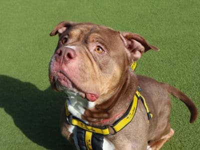 Mali — Staffordshire Bull Terrier Cross