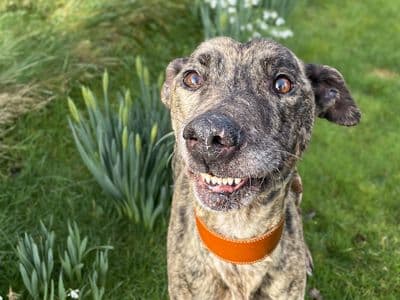 Phillip — Lurcher Cross