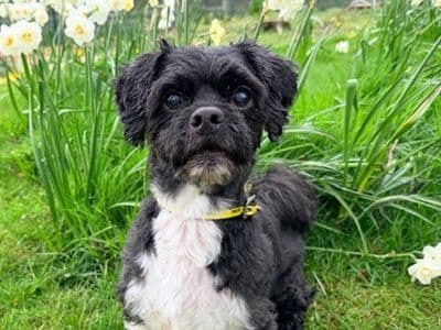 Benji — Shih Tzu Cross