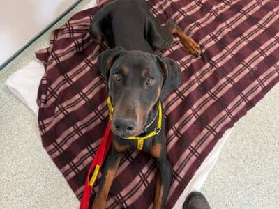 Jax — Dobermann