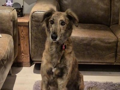 Teddy — Greyhound Cross