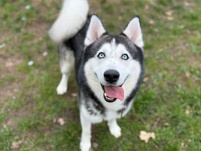 Storm — Siberian Husky