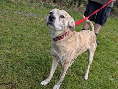 Max — Terrier (Staffordshire Bull) Cross