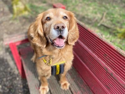 Bailey — Spaniel (Cocker) Cross
