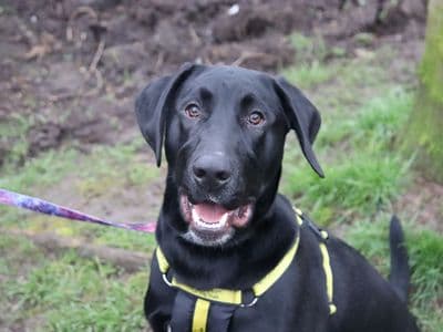 Nico — Retriever (Labrador) Cross