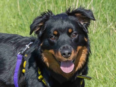 Maddie — Rottweiler Cross