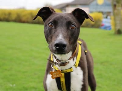Dave — Lurcher