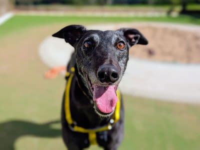 Princess Atta — Greyhound