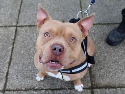 Pablo — American Bully Pocket