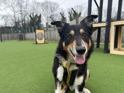 Bailey — Collie (Border)