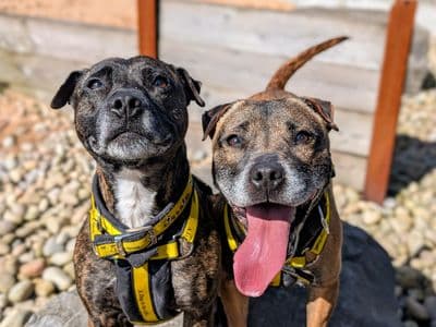 Cassie & Fluke — Terrier (Staffordshire Bull)
