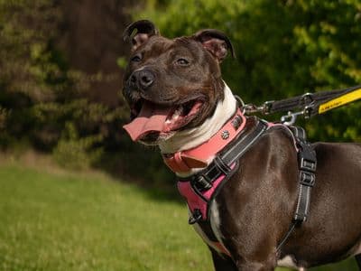 Myla — Terrier (Staffordshire Bull)