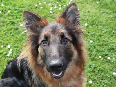 Ava — German Shepherd