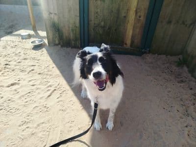 Dottie — Collie (Welsh)