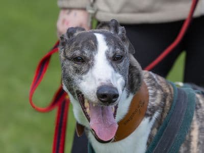 Charles — Greyhound