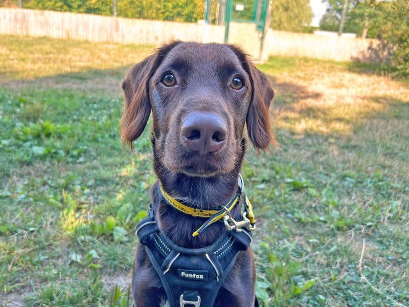 Andy Pandy Pudding and Pie photo 2