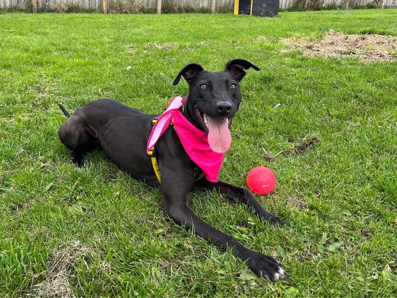 Lydia Longlegs photo 2