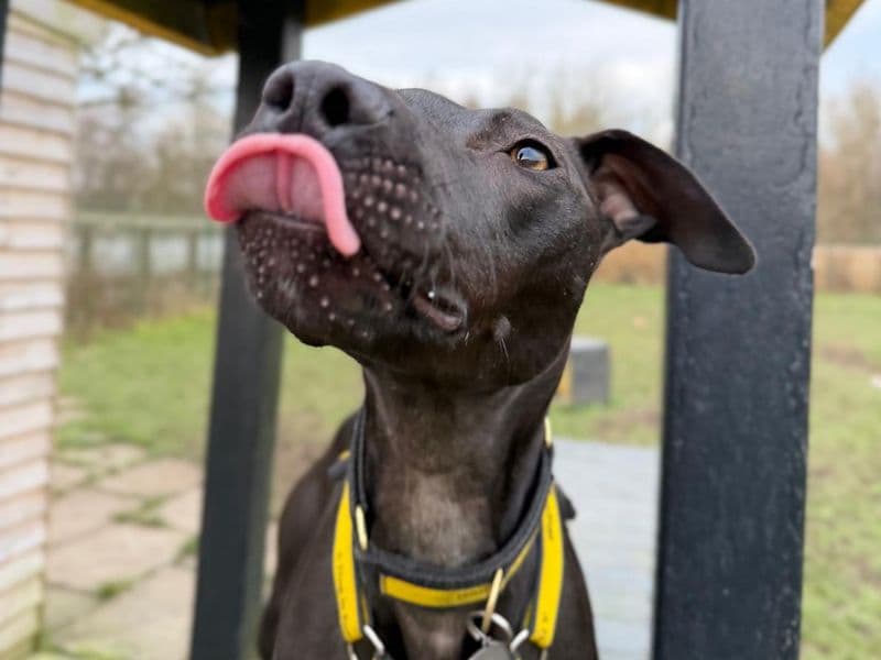 Lydia Longlegs photo 4