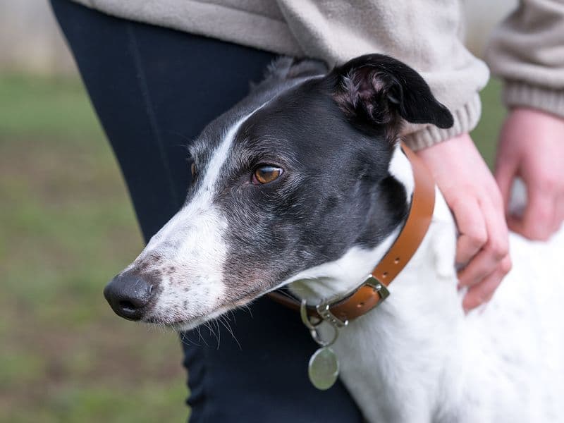 Laurel Longlegs photo 4