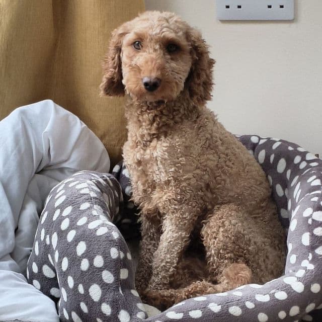 Cress — Miniature Poodle