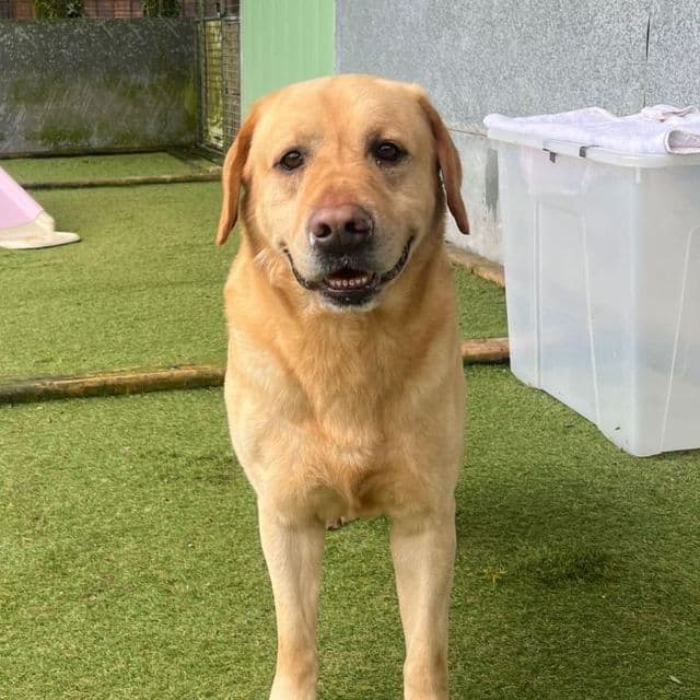 Alfie — Labrador Retriever