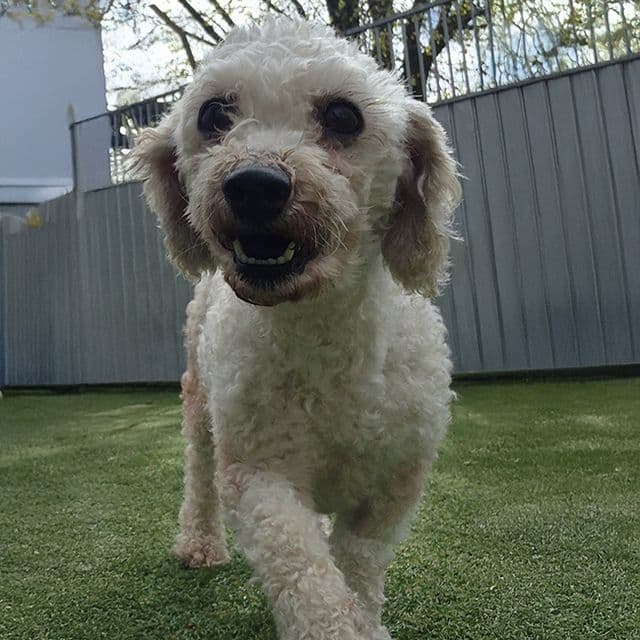 Beth — Bichon Frise