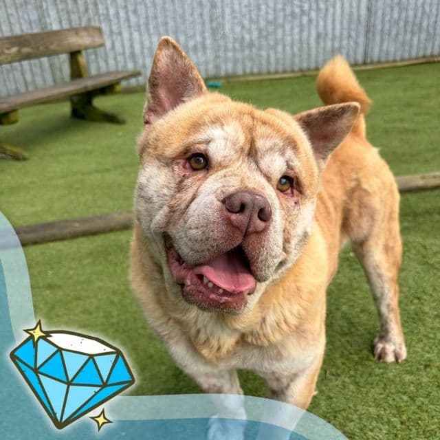 Cuba — Chow Chow Cross