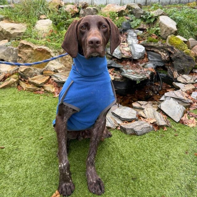 Dustin — German Shorthair Pointer