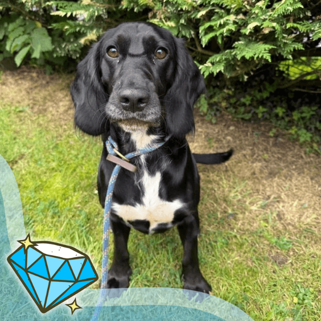 Gabriel — Beagle X Cocker Spaniel