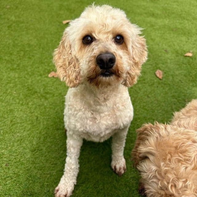 Gala — Poodle Cross