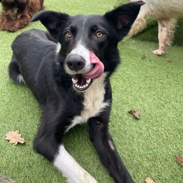 Lassie — Border Collie