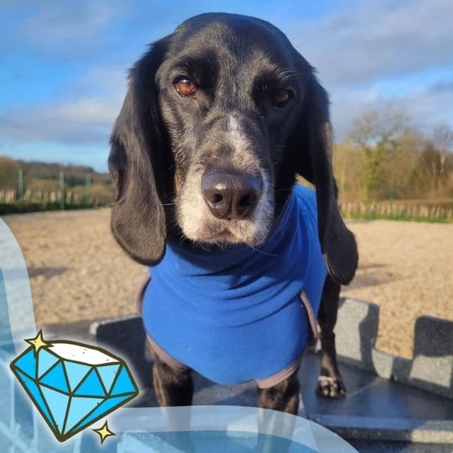 Margate — Beagle X Cocker Spaniel