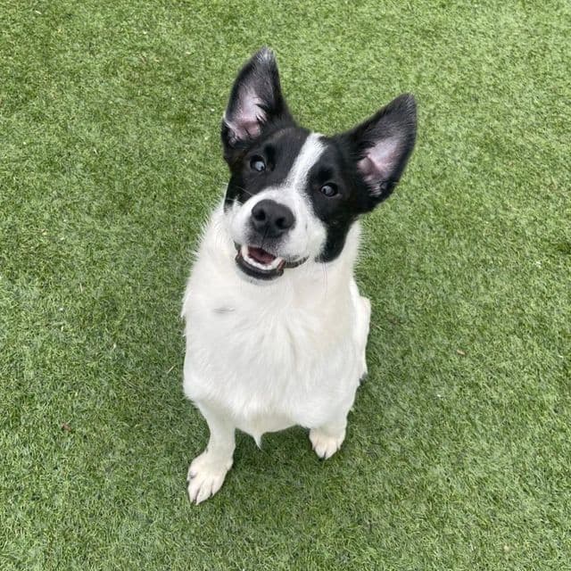 Pasta — Collie X Terrier