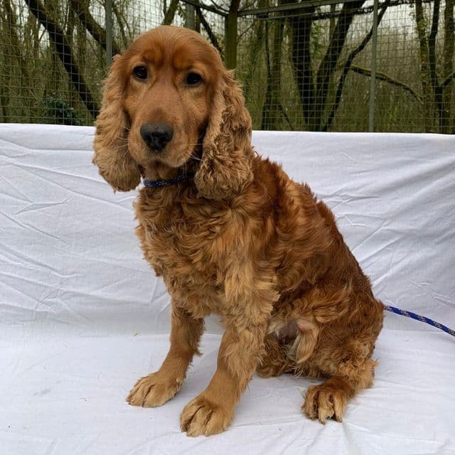 Jenny — Cocker Spaniel