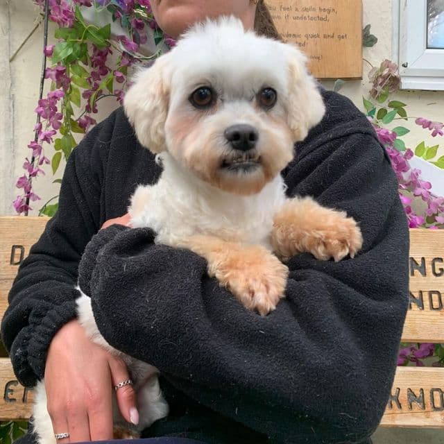 Rye — Bichon Frise X Maltese