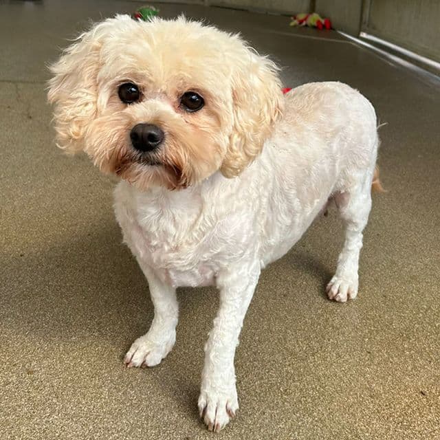 Ravelin — Shih Tzu Cross