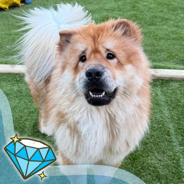Royal — Chow Chow