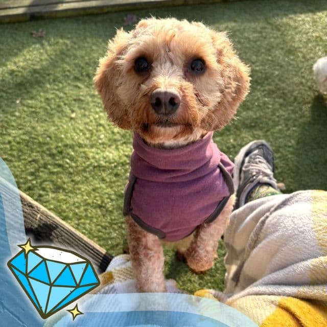 Tenby — Poodle Cross