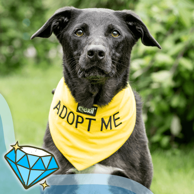 Truso — Collie X Labrador