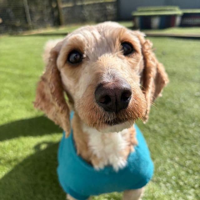 Rachel — Poodle Cross