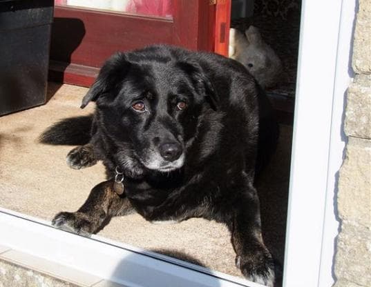 Classy Sassie – soon settled — Unknown