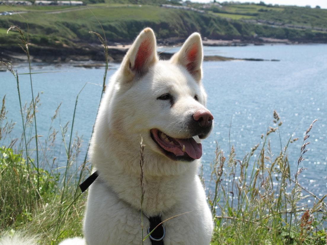 Ebony – troop inspector extraordinaire — Unknown