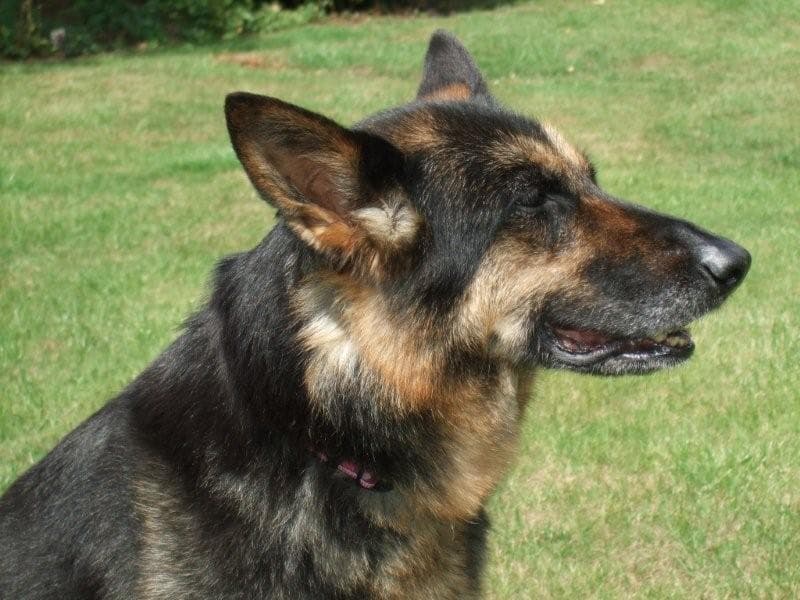 Pretty Lady is now Pretty Sadie — Unknown